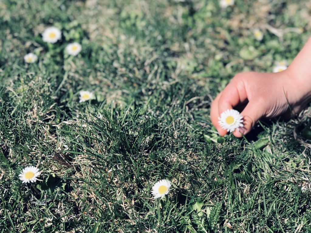 Gänseblümchen Sirup selbst gemacht | Gänseblümchen &amp; Sonnenschein