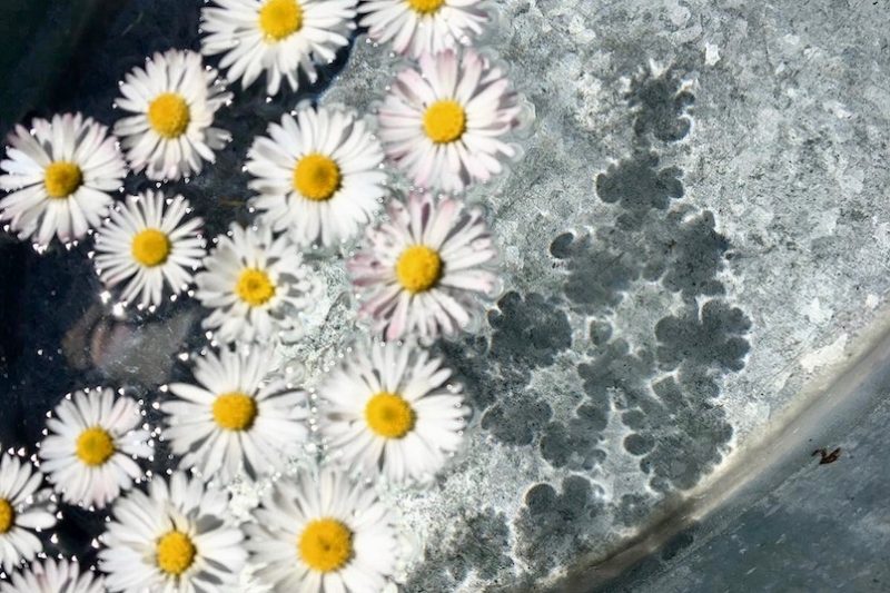 Fussbad_Gänseblümchen