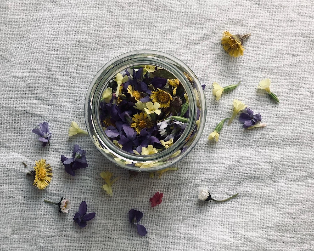 Hustenhonig mit Frühlingskräutern | Gänseblümchen &amp; Sonnenschein